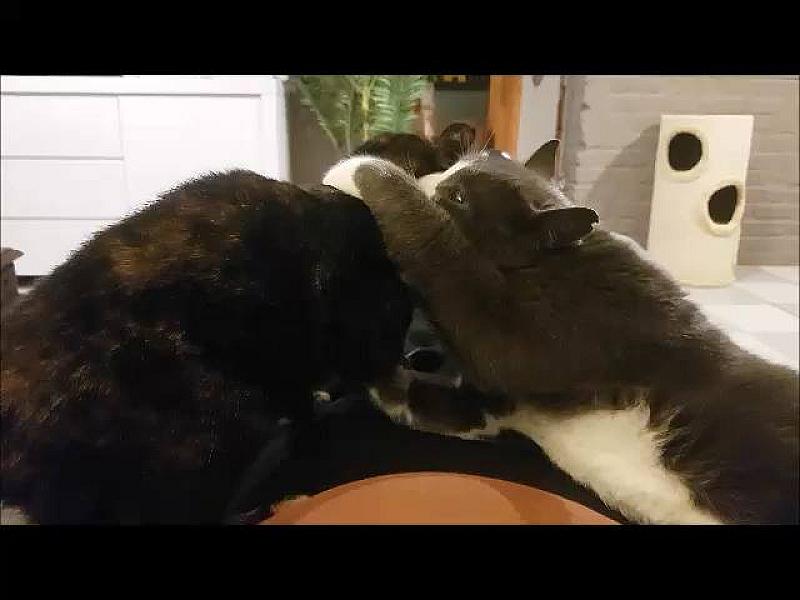 Kattenpraat