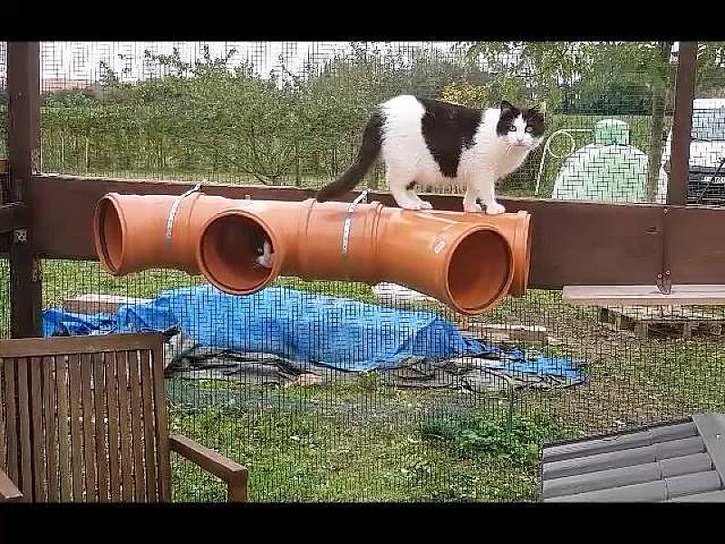 Kattenpraat