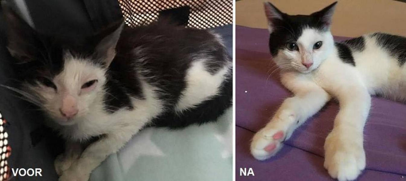 Kattenpraat