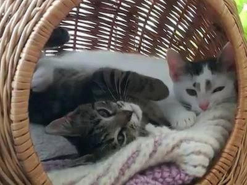 Kattenpraat
