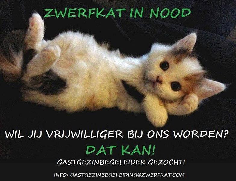 Kattenpraat