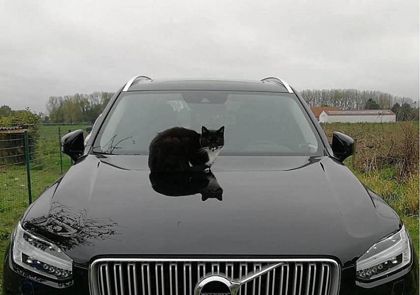 Kattenpraat