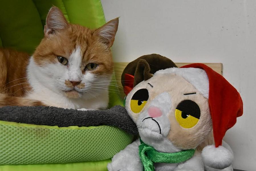 Kattenpraat