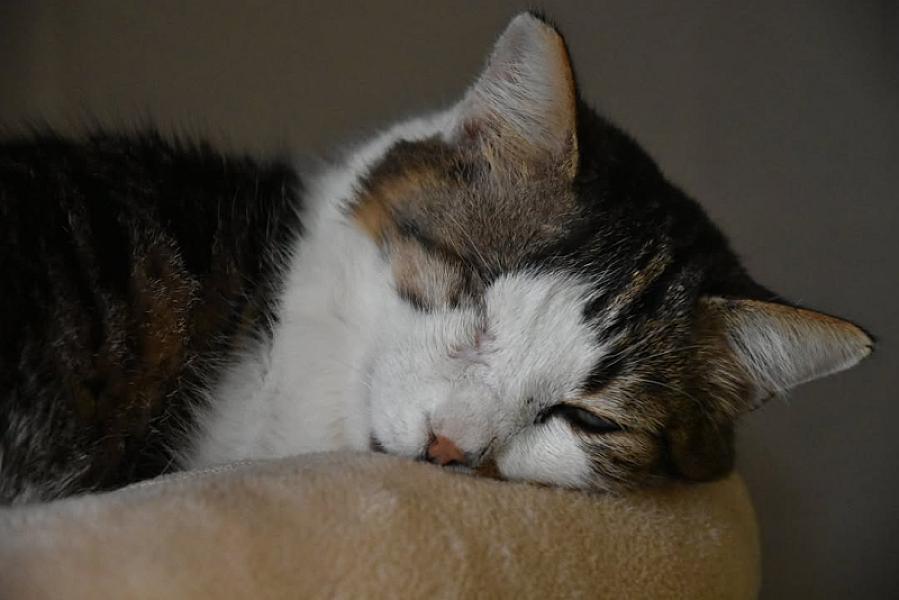 Kattenpraat