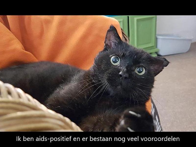Kattenpraat