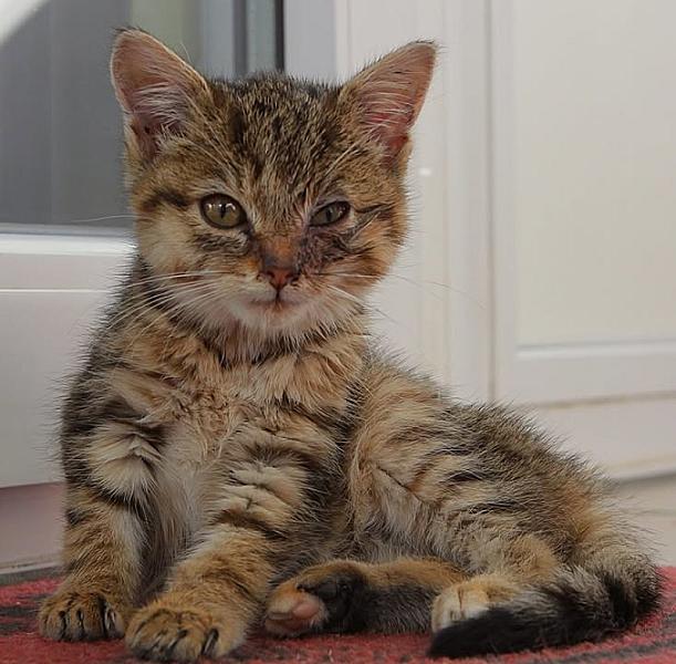 Kattenpraat