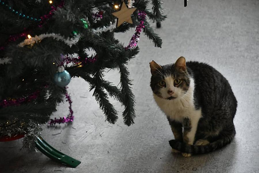 Kattenpraat