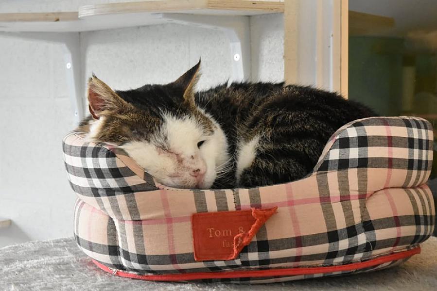 Kattenpraat