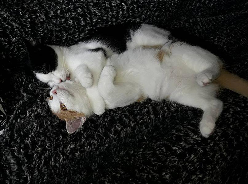 Kattenpraat