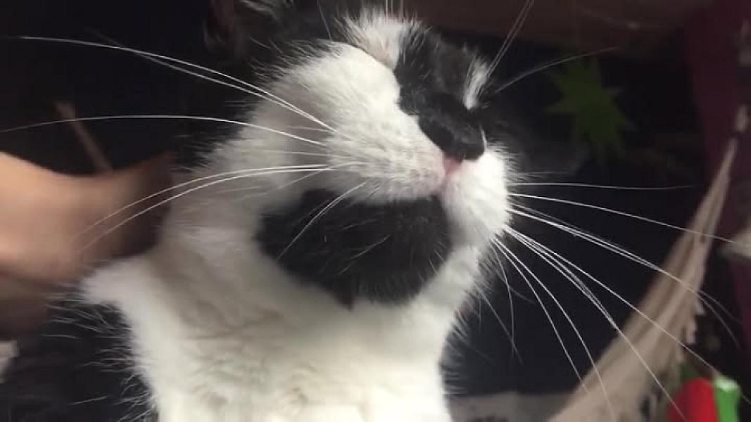 Kattenpraat
