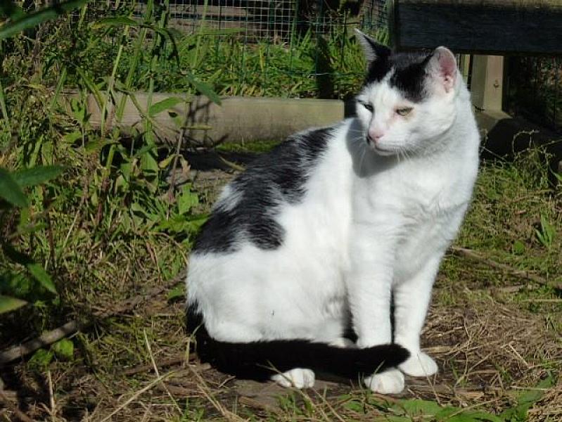 Kattenpraat