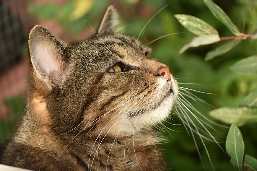 Kattenpraat