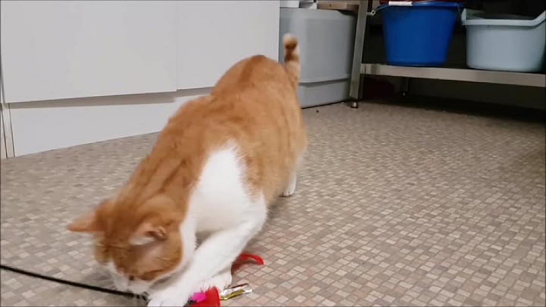 Kattenpraat
