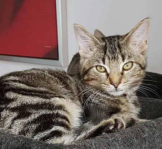 Kattenpraat