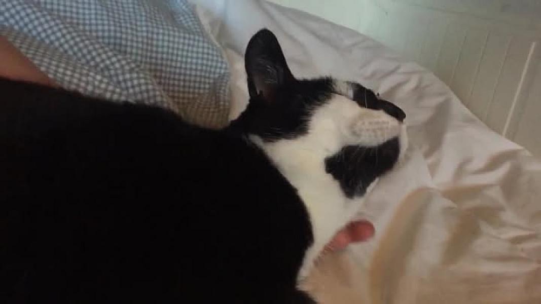 Kattenpraat