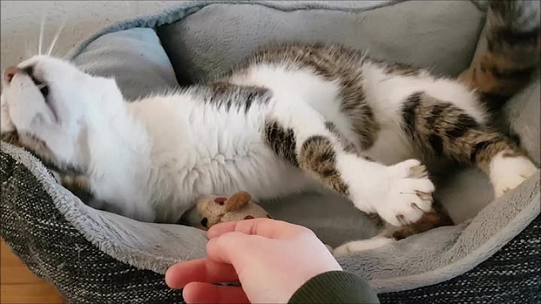 Kattenpraat