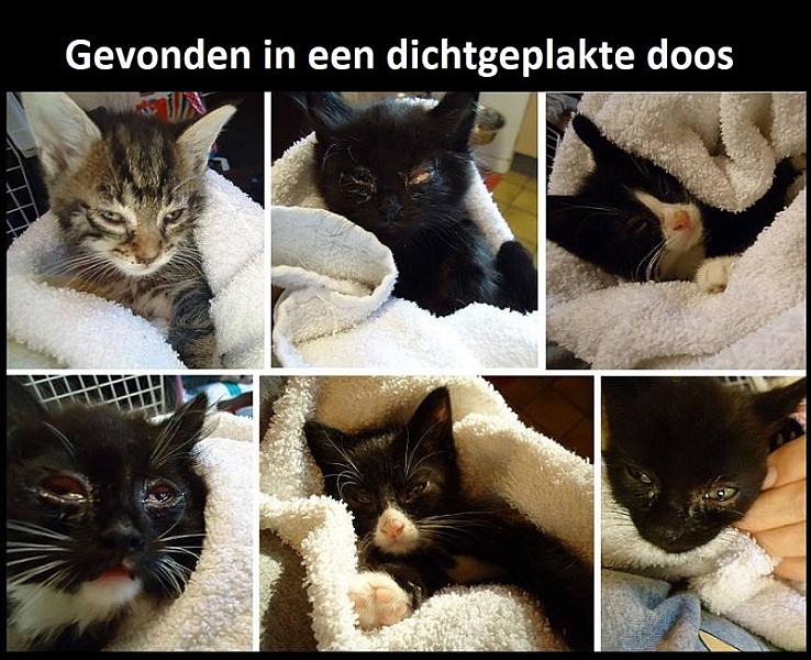 Kattenpraat