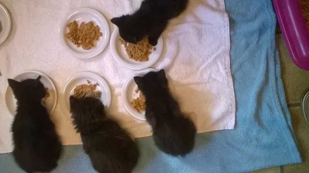 Kattenpraat