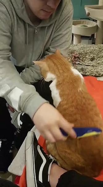 Kattenpraat