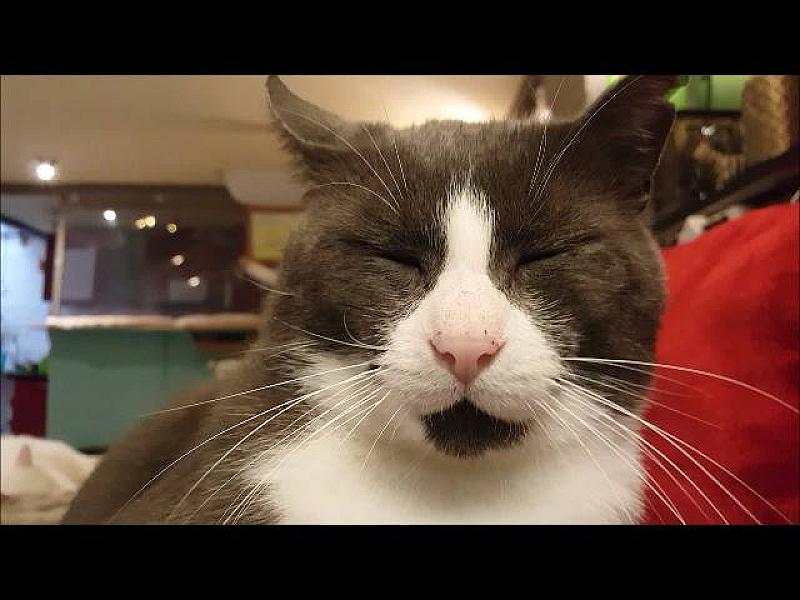 Kattenpraat