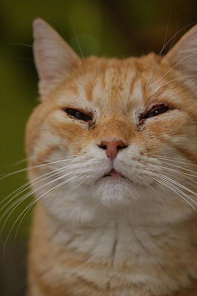 Kattenpraat