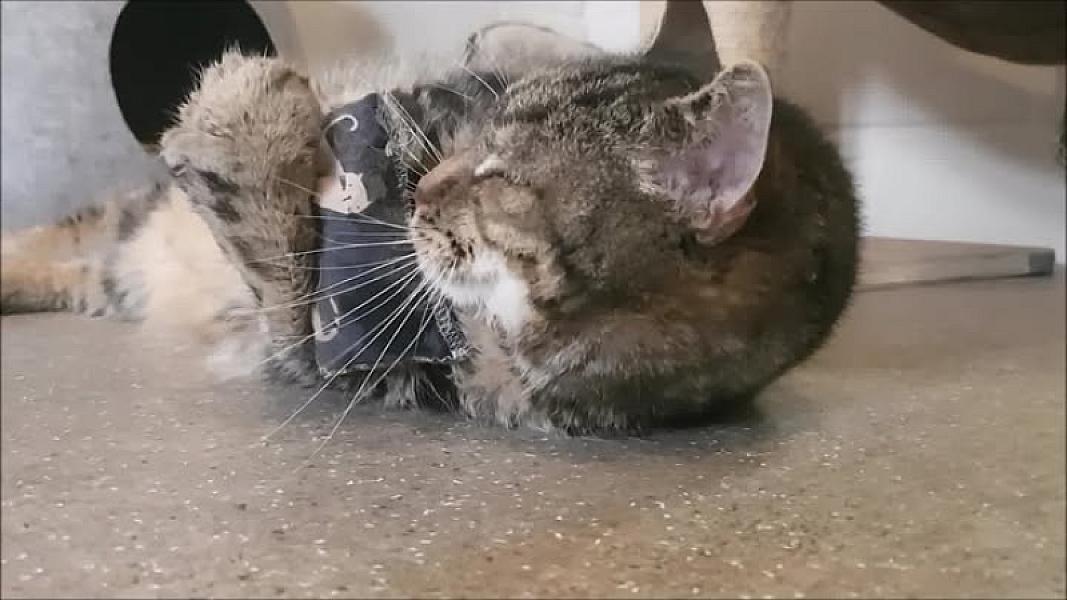Kattenpraat