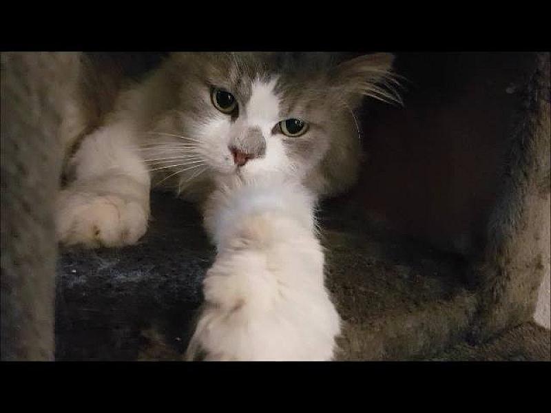 Kattenpraat