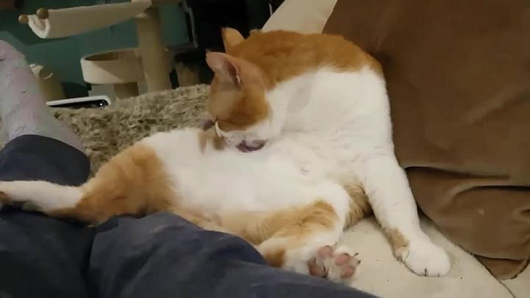 Kattenpraat
