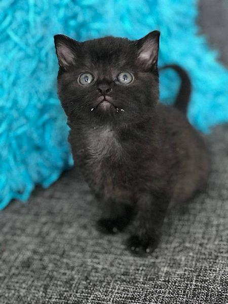 Kattenpraat