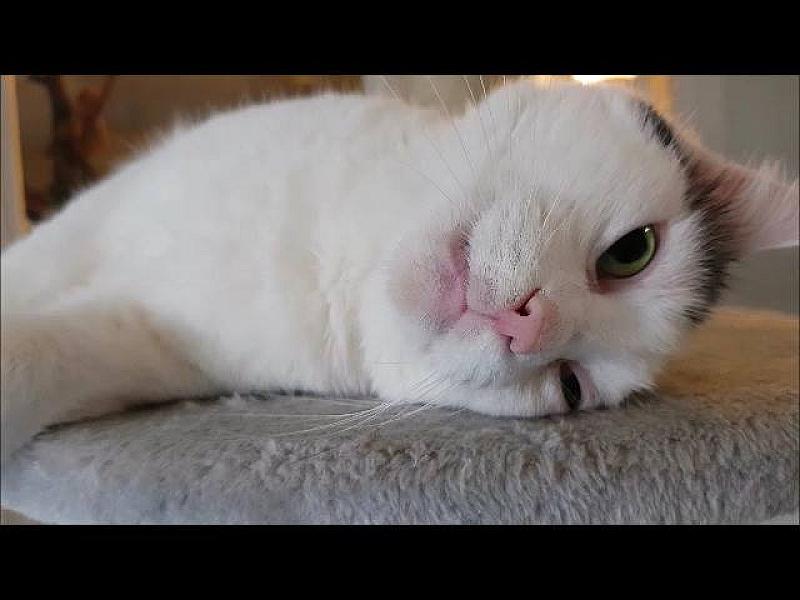 Kattenpraat