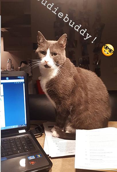 Kattenpraat