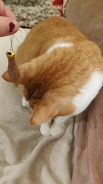 Kattenpraat