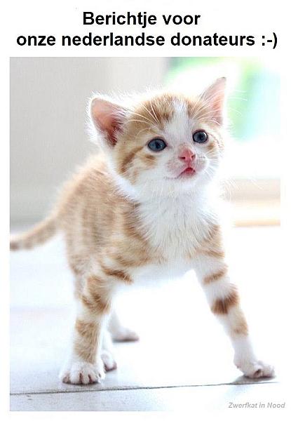 Kattenpraat