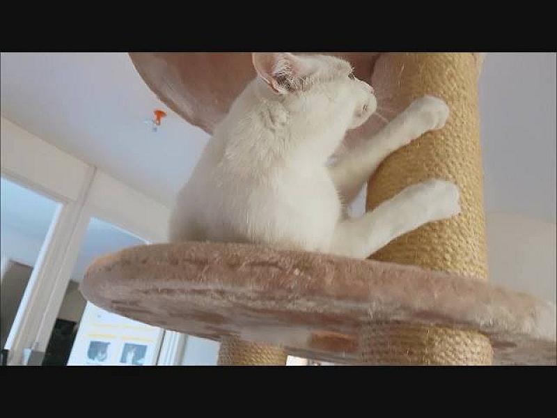 Kattenpraat