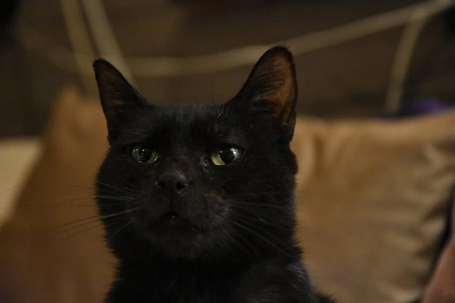 Kattenpraat