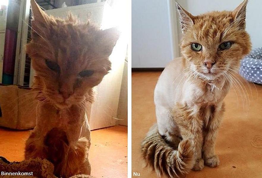 Kattenpraat