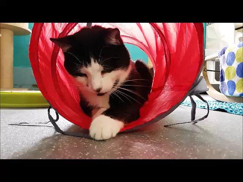 Kattenpraat
