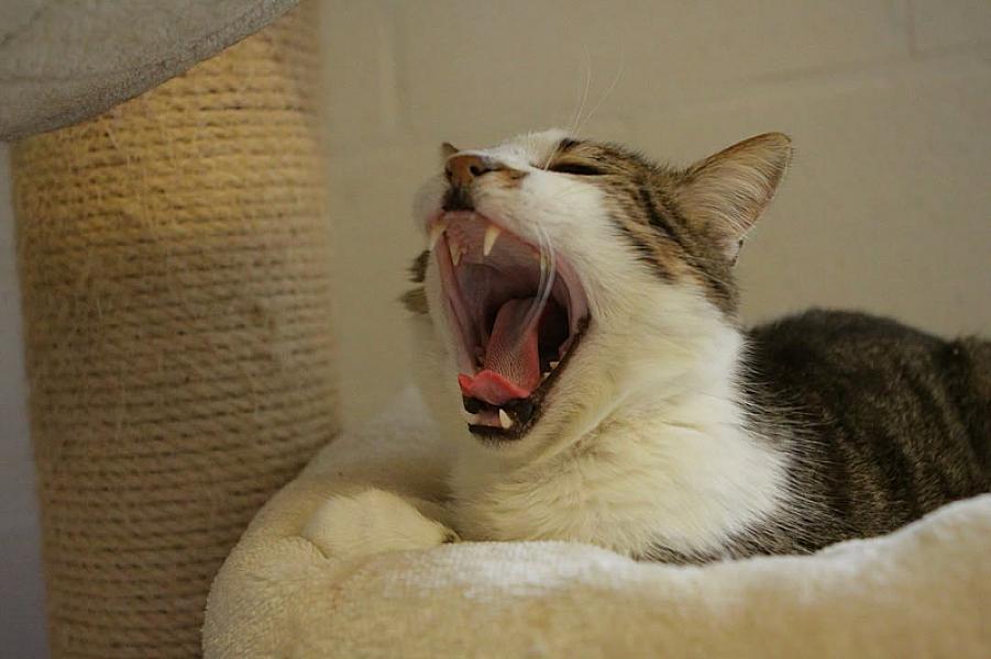 Kattenpraat