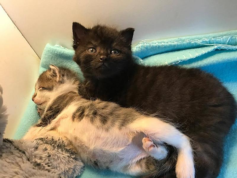 Kattenpraat