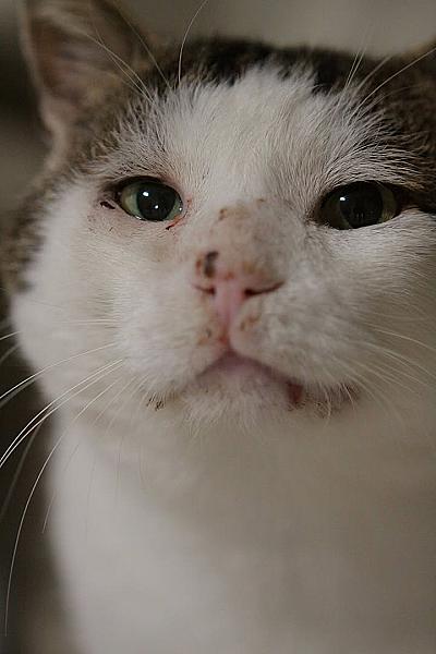 Kattenpraat