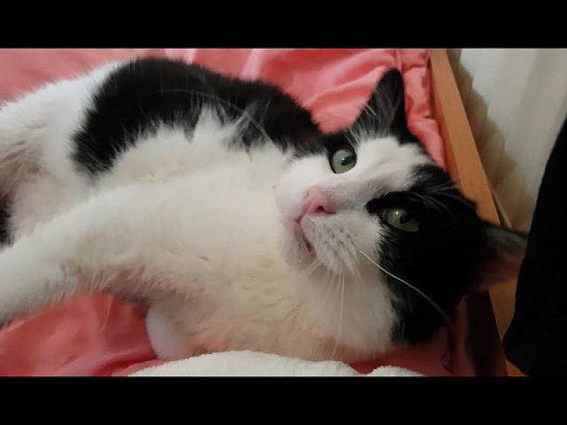 Kattenpraat