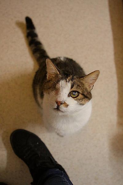 Kattenpraat