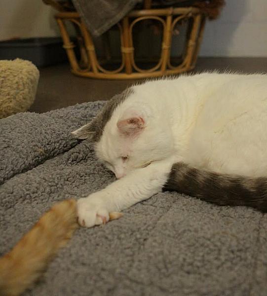 Kattenpraat