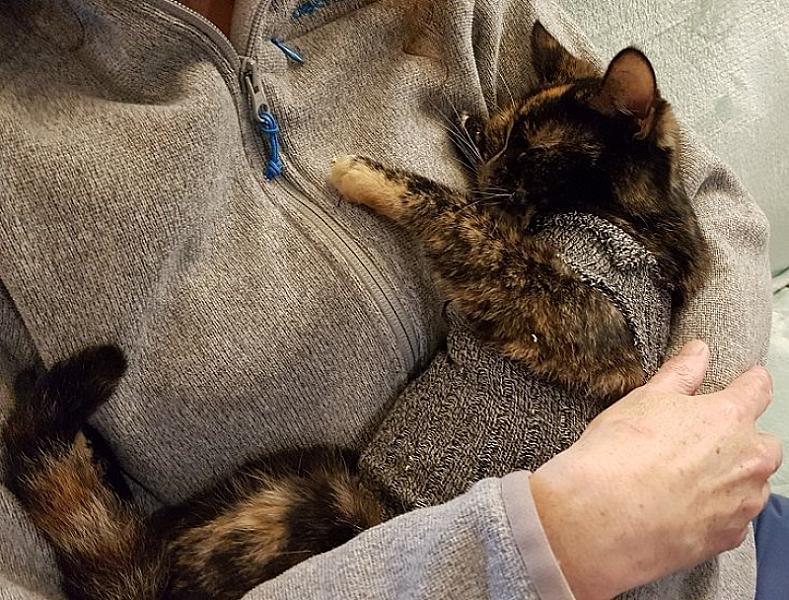 Kattenpraat