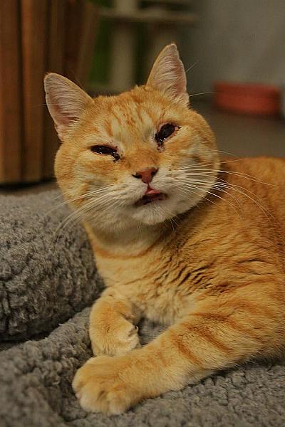 Kattenpraat