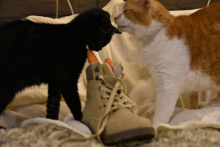 Kattenpraat