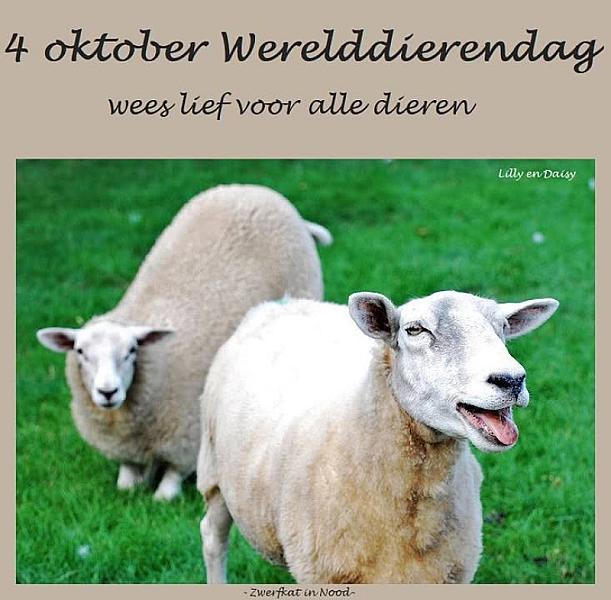 Kattenpraat