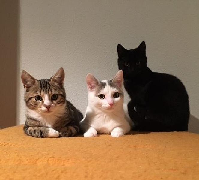 Kattenpraat