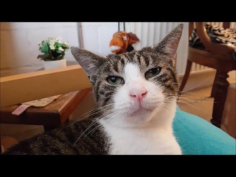 Kattenpraat
