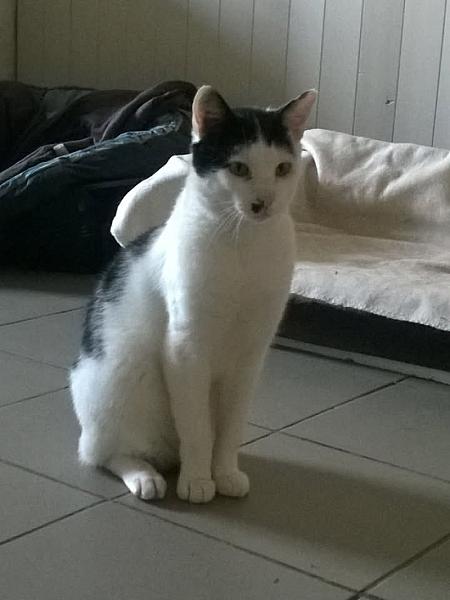 Kattenpraat
